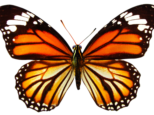 motyl