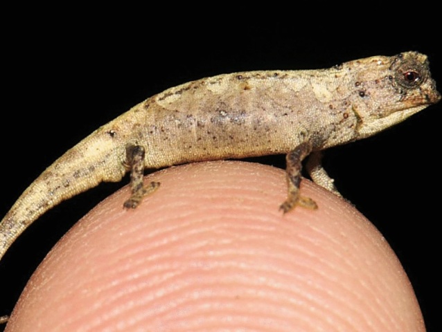 chameleon