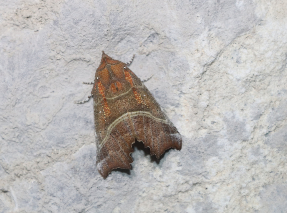 Scoliopteryx