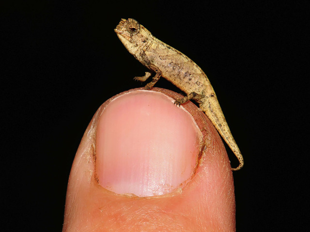 plaz, chameleón, nanochameleón, najmenší, Madagaskar