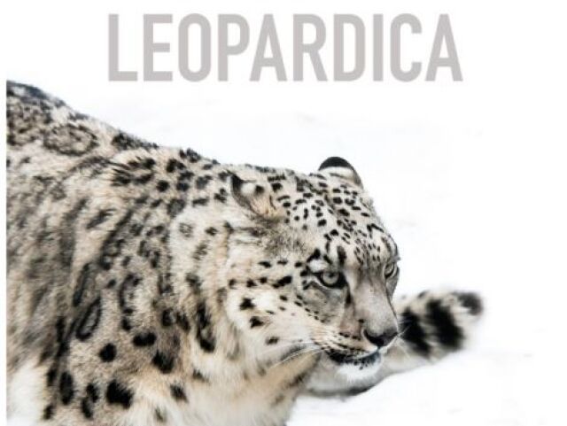 Sylvain Tesson snezna leopardica