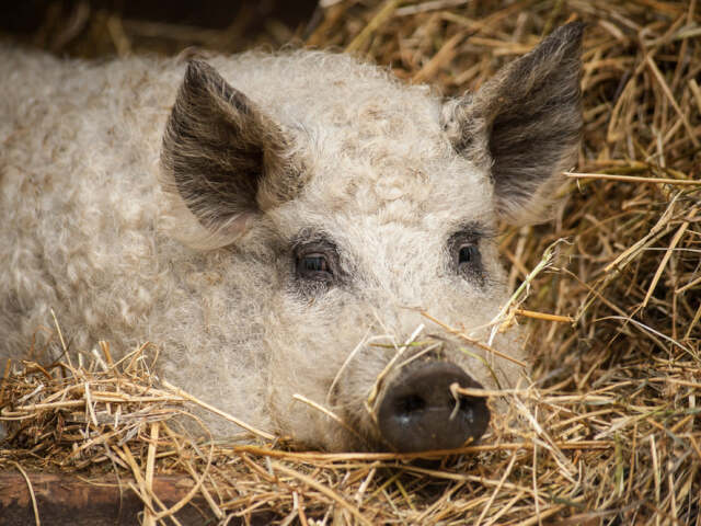mangalica, prasa, bravčové mäso, bravčovina, sviňa