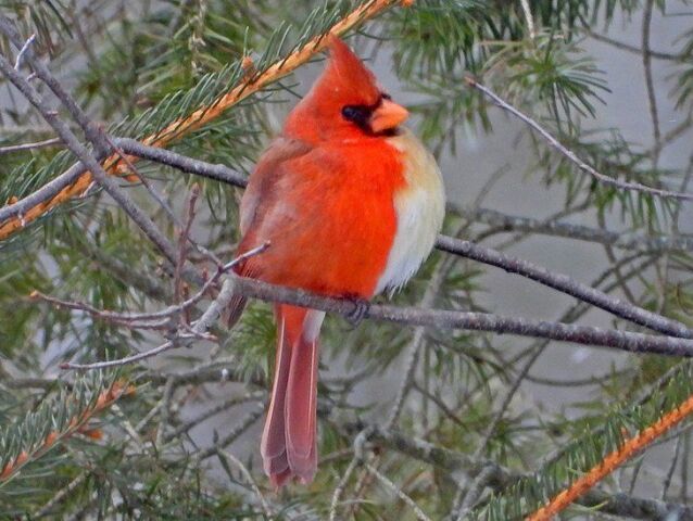 bird