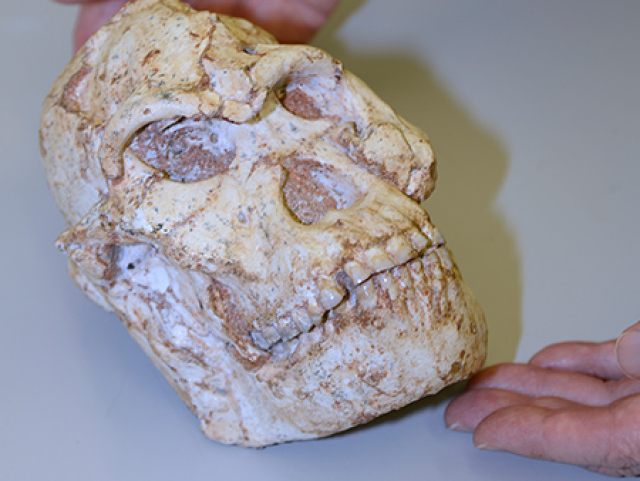 Little Foot image 9