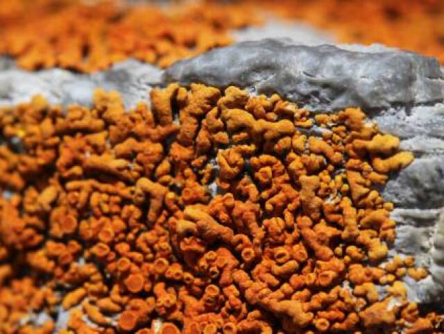 nano