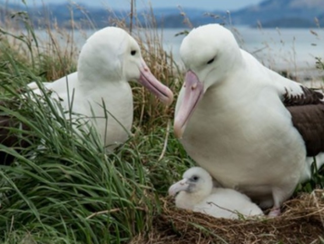 albatros
