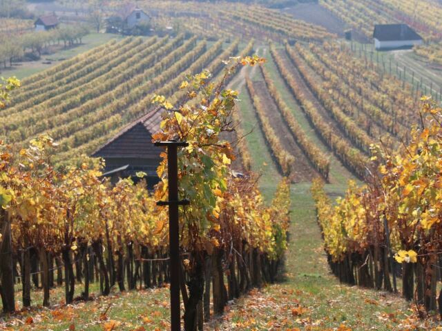 vinič