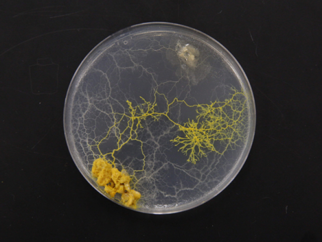 Slime Mold640