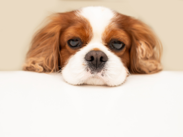 funny fluffy dog cavalier king charles spaniel looks hopefully at the empty copy space for text on a white table. Close-up photo