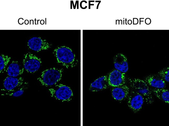 m GFP