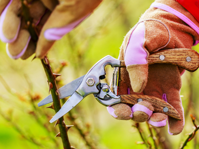 Spring pruning roses in the garden