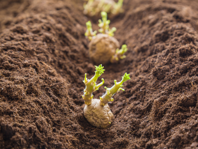 Potato tubers planting into the ground. Early spring preparations for the garden season.