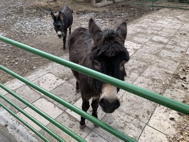 Zoo v Spišskej Novej Vsi