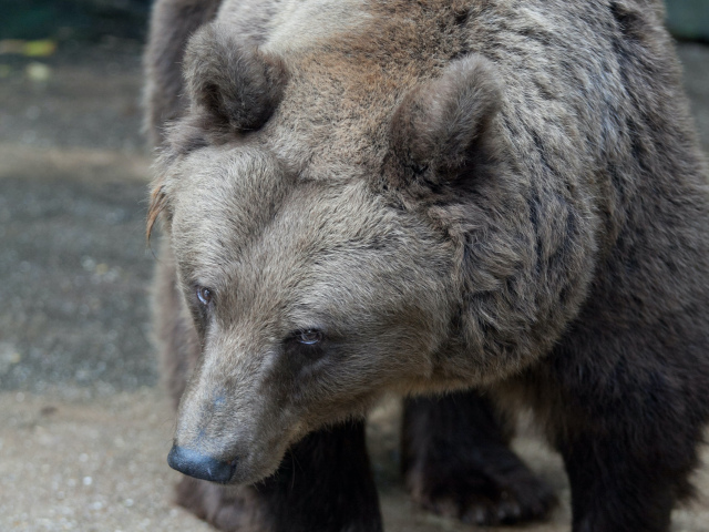 medveď, zoo