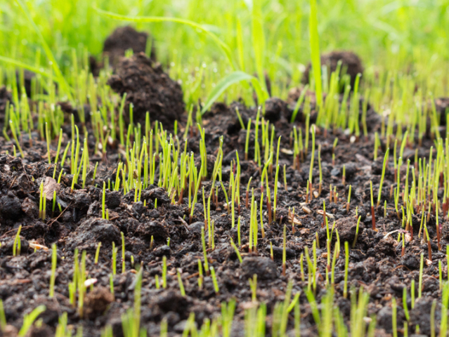 grass seeds begin to grow on new soil in the garden