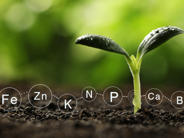 Mineral fertilizer. Young seedling growing in soil, closeup