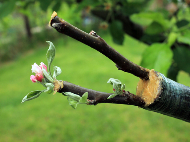 Live cuttings at grafting apple tree in cleft with growing buds, young leaves and flowers. Closeup.