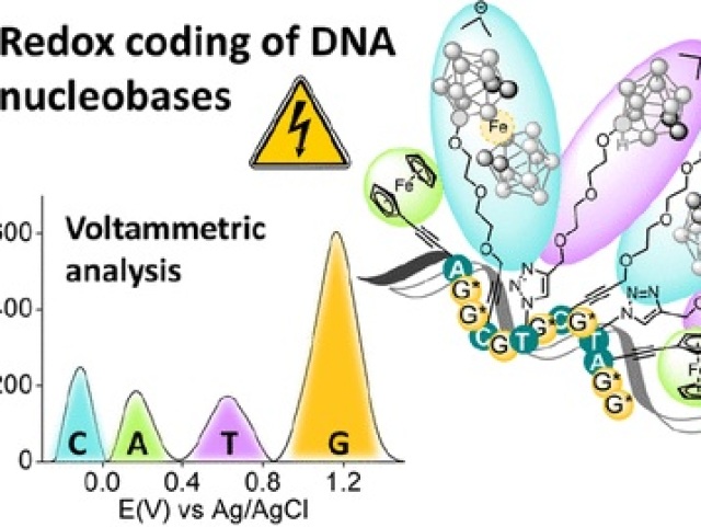 DNA