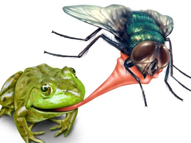 Frog catching bug with a sticky tongue shooting out as a nature concept of the natural cycle of life where a green amphibian eats a fly insect for survival on a white background.
