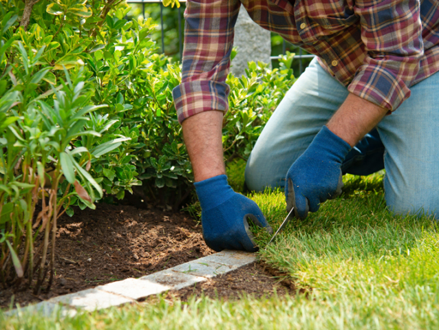 Man laying grass turf rolls for new garden lawn