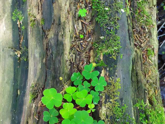kyslička obyčajná, kyslička, trojlístok, oxalis