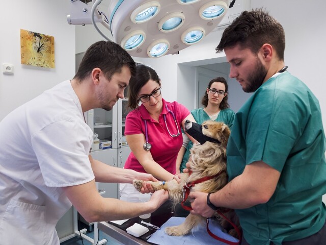 UVLF veterina univerzita veterinár