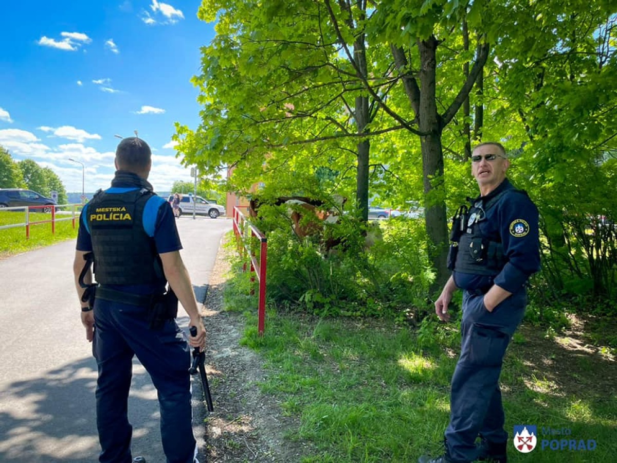 kravy polícia poprad