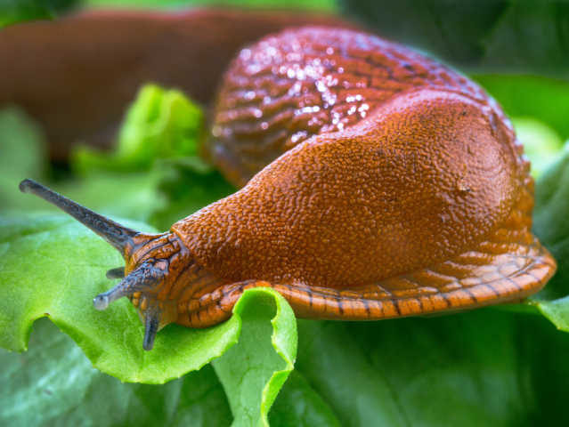 slizniak
