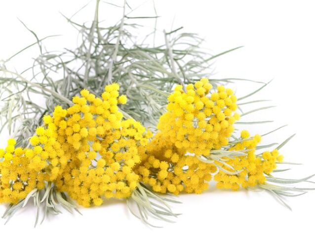 helichrysum flowers isolated on white background