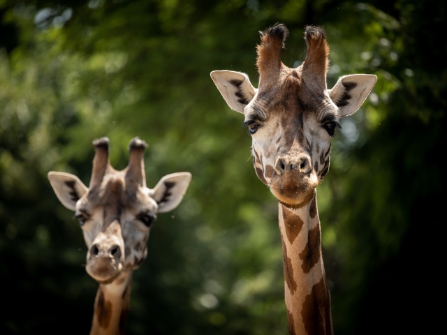 zoo, zirafa