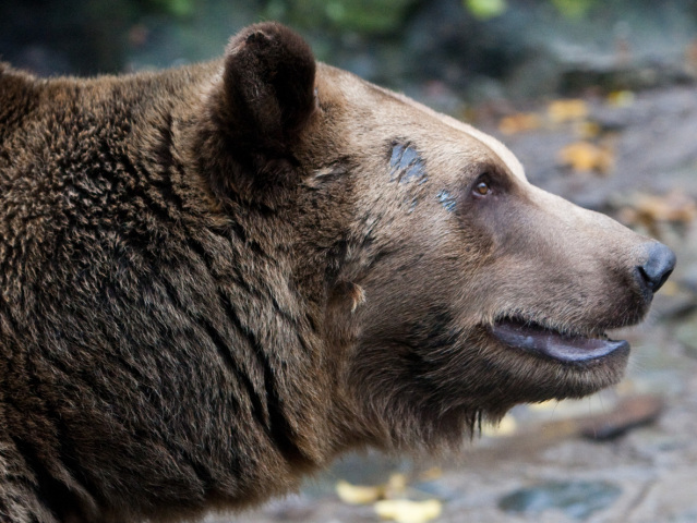 medveď, ZOO, Bratislava