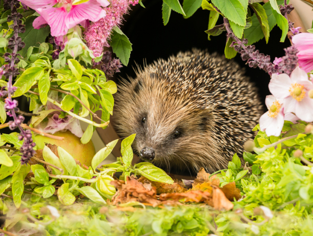 Hedgehog, a very pretty wild, native, European hedgehog surrounded by pink flowers and green foliage.  A delightful summer scene.  The hedgehog is looking forward.  Landscape. Horizontal.