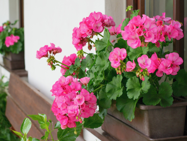 Richly blooming geranium flowers on the windows