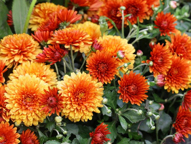 Flowering Red orange chrysanthemums in autumn garden. Chrysanthemum koreanum.  Background with blossoming a chrysanthemums. Chrysanthemum flowers horizontally. 