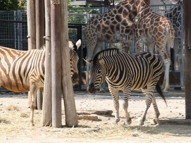 zebra