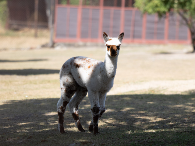 ZOO lama