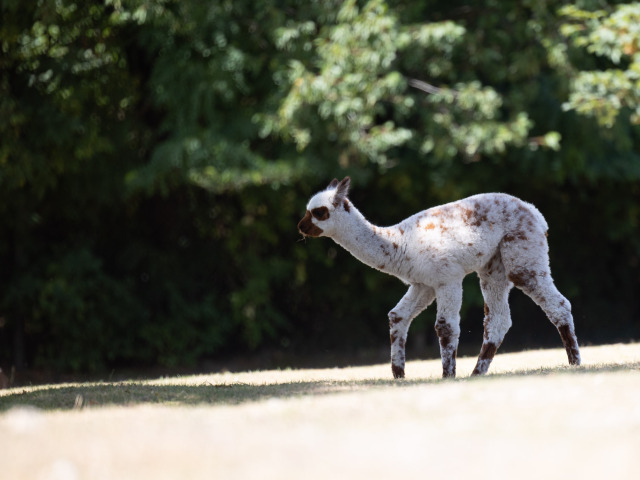 ZOO lama