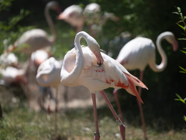 ZOO plameniak