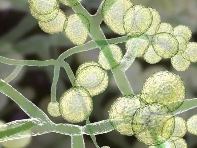 candida auris