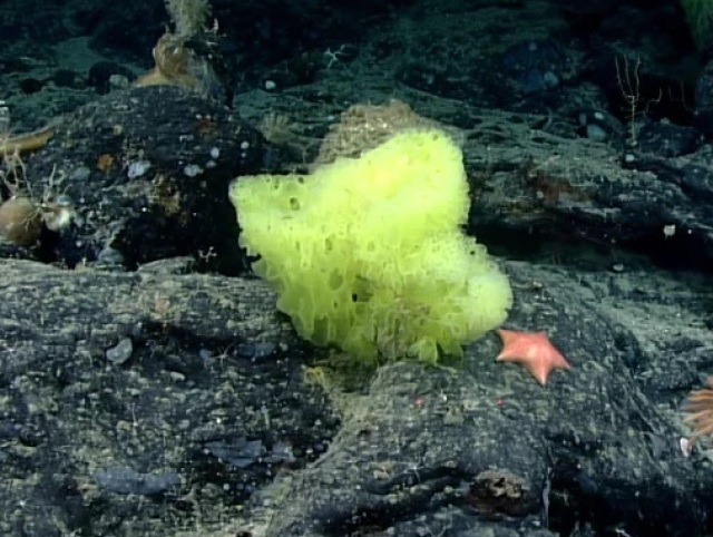 spongebob