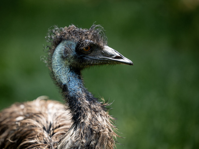 emu
