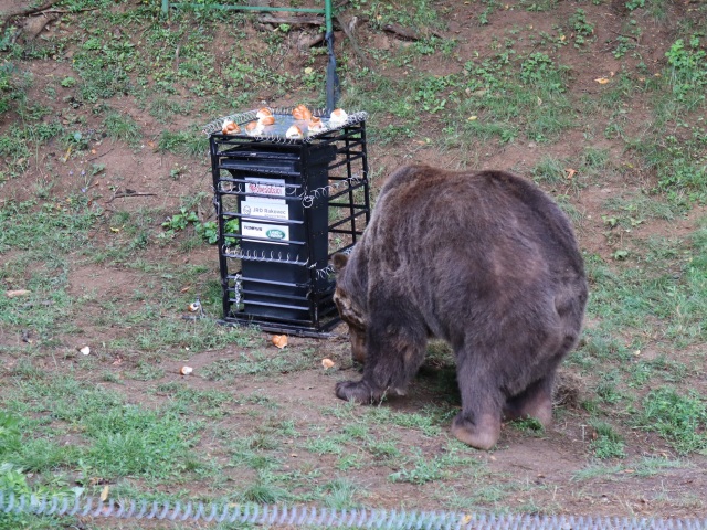 medvede, zoo, čierny kontajner