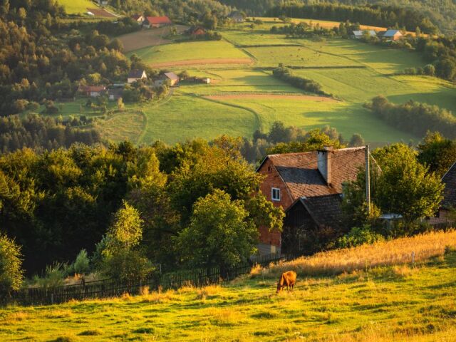 Poľsko, krajina, lúky, krava