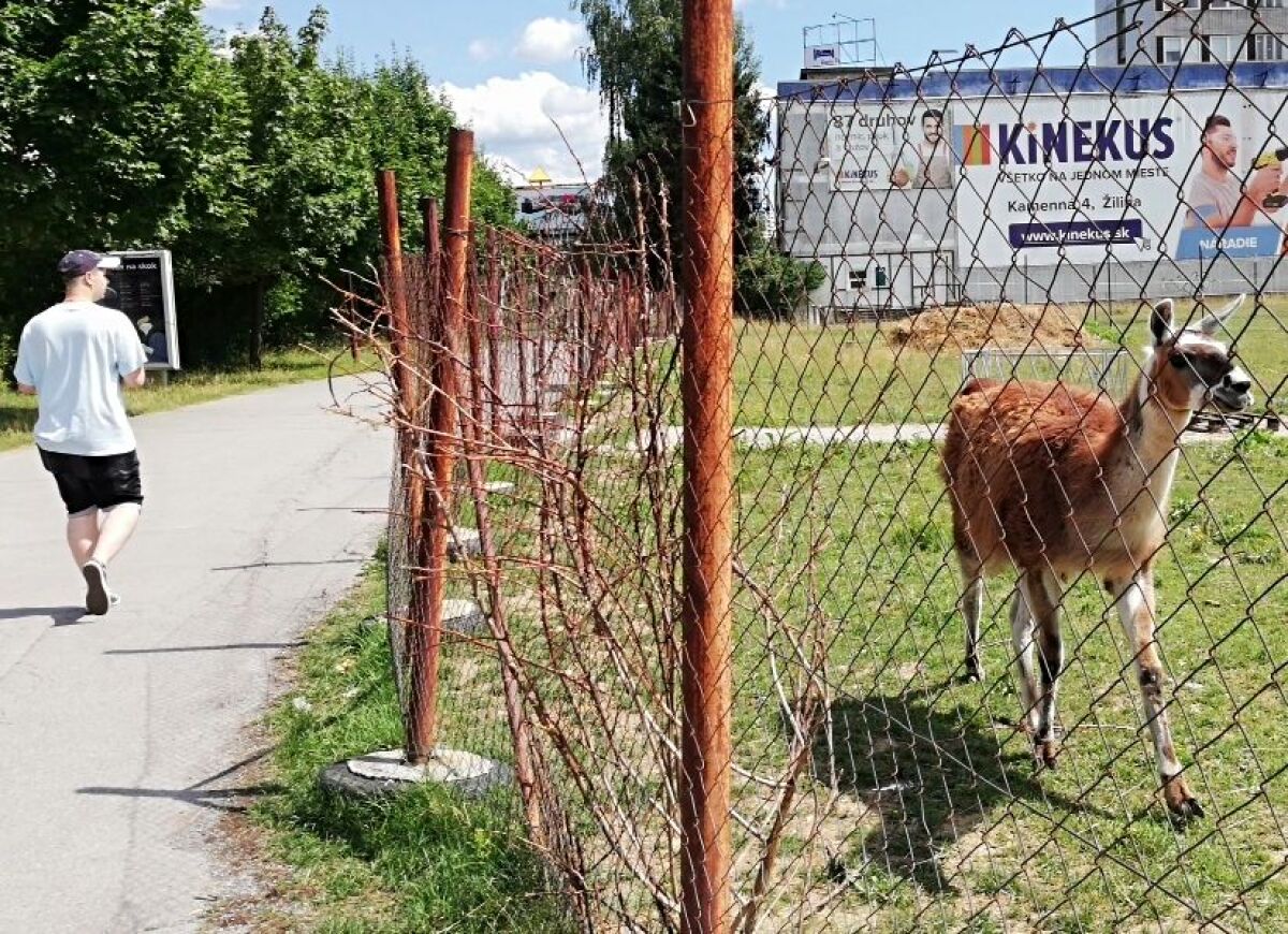 lamy, Žilina