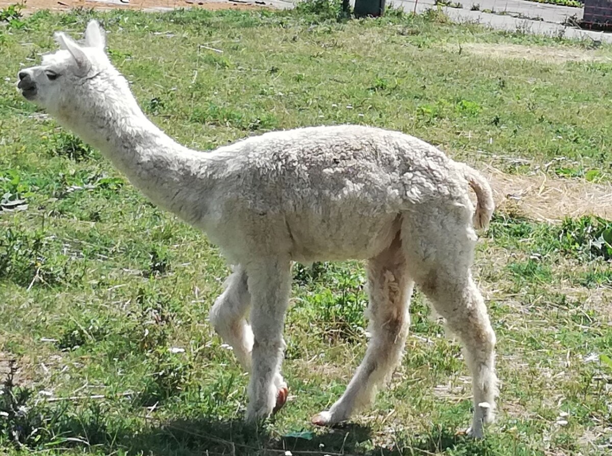 lamy, Žilina