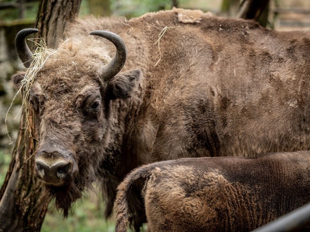 zoo, zubor