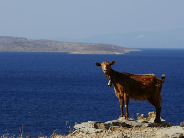 Koza