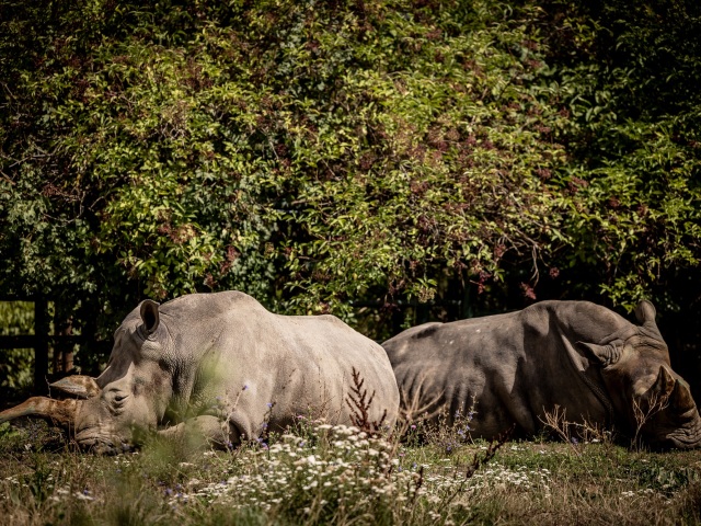 zoo, nosorozec