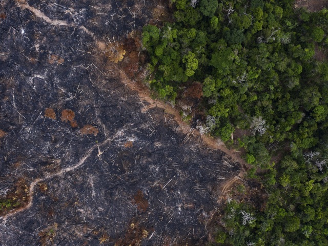 Brazília / Amazónia / Amazonský dažďový prales / Prales /