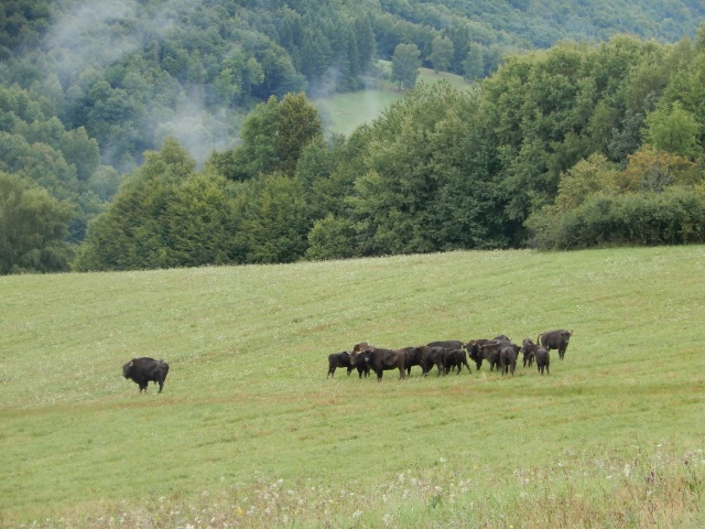 Zubor hrivnatý
